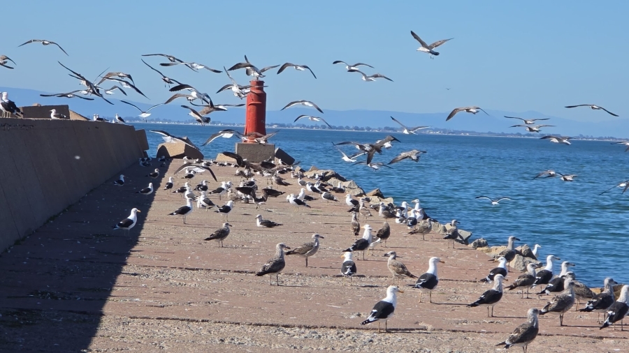 3 Bedroom Property for Sale in St Helena Views Western Cape